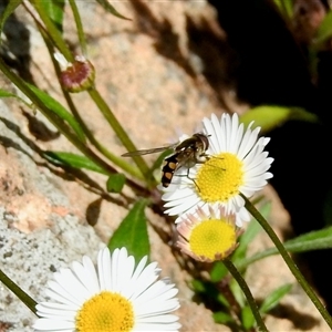 Allobaccha (genus) at Aranda, ACT - Today by KMcCue