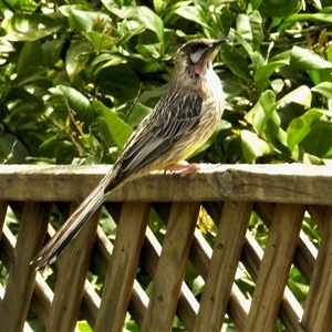 Anthochaera carunculata at Aranda, ACT - Today by KMcCue