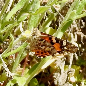 Vanessa kershawi (Australian Painted Lady) at Aranda, ACT - Yesterday by KMcCue