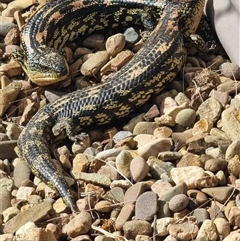 Tiliqua nigrolutea (Blotched Blue-tongue) at Reidsdale, NSW - 5 Oct 2025 by dacelo