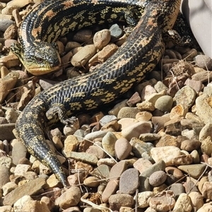 Unverified Reptile or Frog at Reidsdale, NSW - Today by dacelo