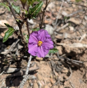 Solanum cinereum at Oaks Estate, ACT - Today by WalterEgo