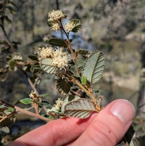Pomaderris betulina at Oaks Estate, ACT - Today by WalterEgo