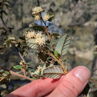 Pomaderris betulina (Birch Pomaderris) at Oaks Estate, ACT - 5 Oct 2025 by WalterEgo