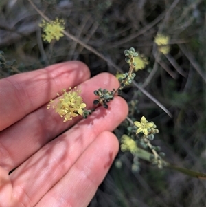 Phebalium squamulosum at Oaks Estate, ACT - Today by WalterEgo