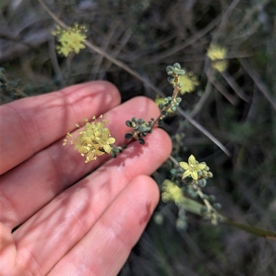 Phebalium squamulosum at Oaks Estate, ACT - 5 Oct 2025 by WalterEgo