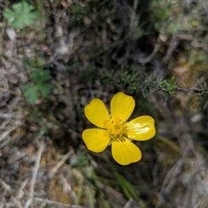Ranunculus sp. at Oaks Estate, ACT - Today by WalterEgo