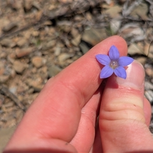 Wahlenbergia sp. at Oaks Estate, ACT - Today by WalterEgo