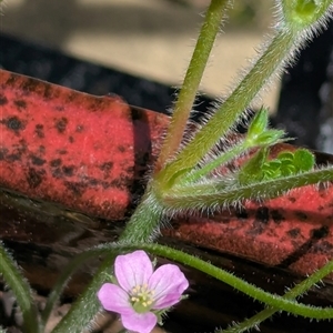 Geranium solanderi by CattleDog