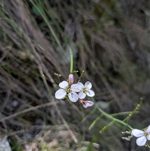 Cardamine sp. at Oaks Estate, ACT - Today by WalterEgo