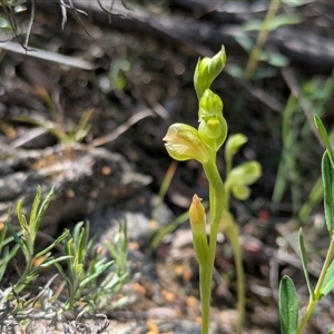Pterostylis sp. at Carwoola, NSW - Today by WalterEgo