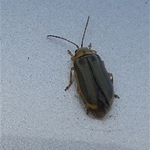 Unverified Leaf beetle (Chrysomelidae) at Queanbeyan West, NSW - Today by Paul4K