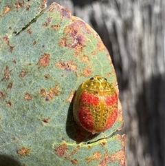 Paropsisterna fastidiosa (Eucalyptus leaf beetle) at Aranda, ACT - 5 Oct 2025 by LeahColebrook