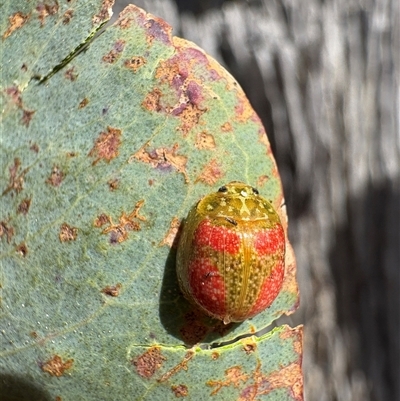 Paropsisterna fastidiosa (Eucalyptus leaf beetle) at Aranda, ACT - 5 Oct 2025 by LeahColebrook