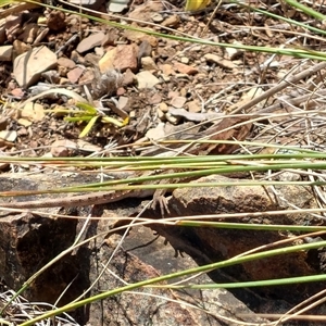 Tympanocryptis lineata at Kambah, ACT - Today by Vivian