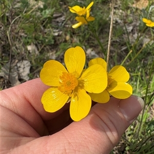 Ranunculus lappaceus at Yarralumla, ACT - Today by LeahColebrook