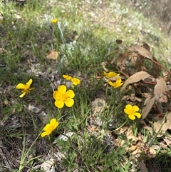 Ranunculus lappaceus at Yarralumla, ACT - 5 Oct 2025 03:09 PM