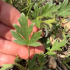 Ranunculus lappaceus at Yarralumla, ACT - 5 Oct 2025 03:09 PM