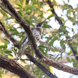 Philemon corniculatus at Cedar Creek, QLD - Today by DAdeGroot