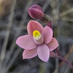 Thelymitra rubra at Yass River, NSW - 5 Oct 2025 by SenexRugosus