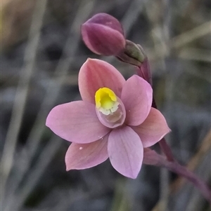 Thelymitra rubra at Yass River, NSW - suppressed