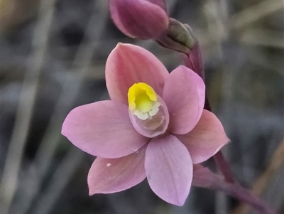 Thelymitra rubra at Yass River, NSW - Today by SenexRugosus