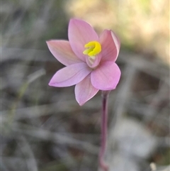 Thelymitra rubra at Yass River, NSW - suppressed