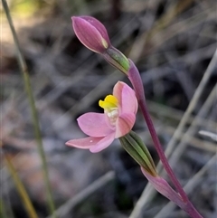 Thelymitra rubra at Yass River, NSW - suppressed
