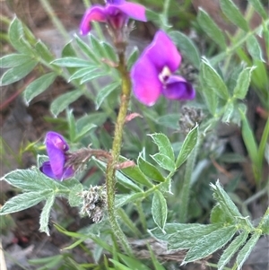Unverified Plant at Burra Creek, NSW - Today by SuePolsen