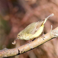 Acanthiza reguloides (Buff-rumped Thornbill) at Pialligo, ACT - 1 Oct 2025 by jb2602
