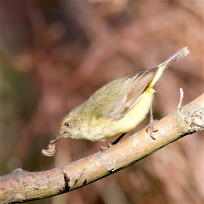 Acanthiza reguloides (Buff-rumped Thornbill) at Pialligo, ACT - 1 Oct 2025 by jb2602
