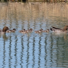 Chenonetta jubata (Australian Wood Duck) at Symonston, ACT - 4 Oct 2025 by RodDeb