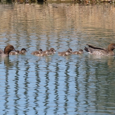 Chenonetta jubata (Australian Wood Duck) at Symonston, ACT - 4 Oct 2025 by RodDeb