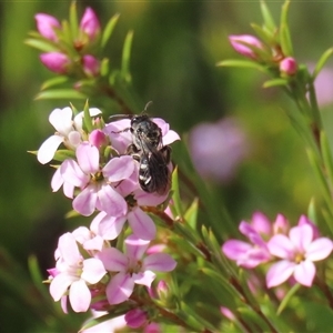 Lasioglossum (Chilalictus) sp. (genus & subgenus) at Symonston, ACT - Yesterday by RodDeb