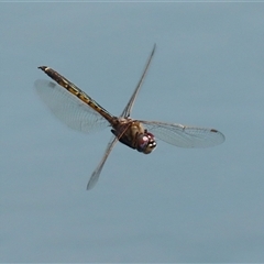 Hemicordulia tau (Tau Emerald) at Symonston, ACT - 4 Oct 2025 by RodDeb
