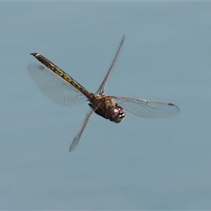 Hemicordulia tau at Symonston, ACT - Yesterday by RodDeb