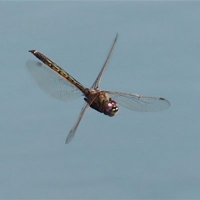 Hemicordulia tau (Tau Emerald) at Symonston, ACT - 4 Oct 2025 by RodDeb