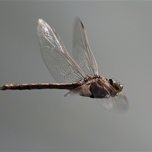 Anax papuensis at Symonston, ACT - Yesterday by RodDeb