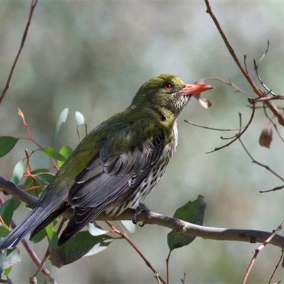 Oriolus sagittatus (Olive-backed Oriole) at Ainslie, ACT - 1 Oct 2025 by jb2602
