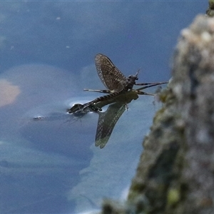 Unverified Mayfly (Ephemeroptera) at Symonston, ACT - Yesterday by RodDeb