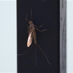 Leptophlebiidae (family) at Symonston, ACT - 4 Oct 2025 01:43 PM