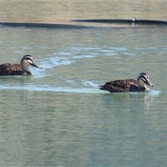 Anas superciliosa (Pacific Black Duck) at Symonston, ACT - 4 Oct 2025 by RodDeb