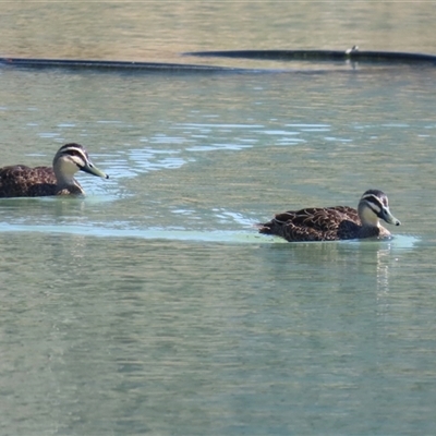 Anas superciliosa (Pacific Black Duck) at Symonston, ACT - 4 Oct 2025 by RodDeb