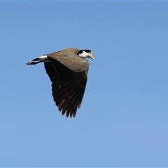 Vanellus miles (Masked Lapwing) at Symonston, ACT - 4 Oct 2025 by RodDeb