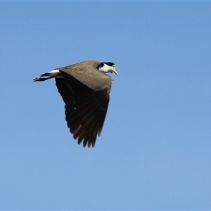 Vanellus miles at Symonston, ACT - Yesterday by RodDeb