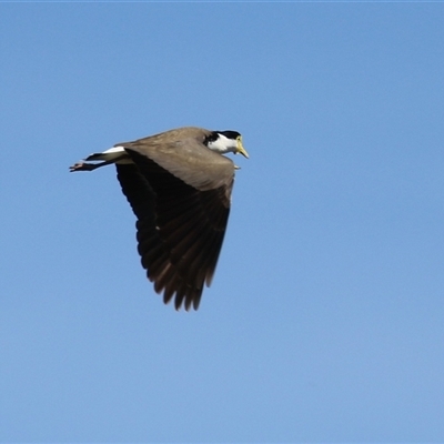 Vanellus miles (Masked Lapwing) at Symonston, ACT - 4 Oct 2025 by RodDeb