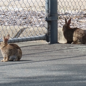 Oryctolagus cuniculus (European Rabbit) at Symonston, ACT - Yesterday by RodDeb