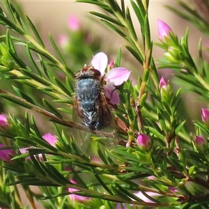 Calliphora augur (Lesser brown or Blue-bodied blowfly) at Symonston, ACT - Yesterday by RodDeb
