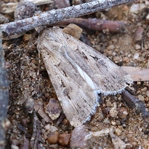 Agrotis munda (Brown Cutworm) at Symonston, ACT - Yesterday by RodDeb