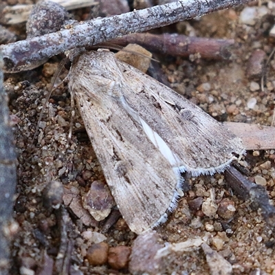 Agrotis munda (Brown Cutworm) at Symonston, ACT - 4 Oct 2025 by RodDeb